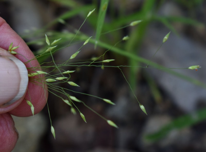 Panicum deschampsioides
