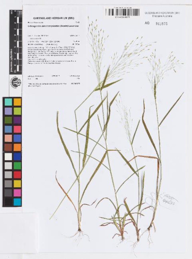 Panicum deschampsioides photo 2