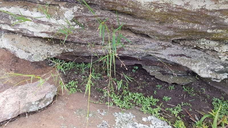 Panicum dewinteri photo 3