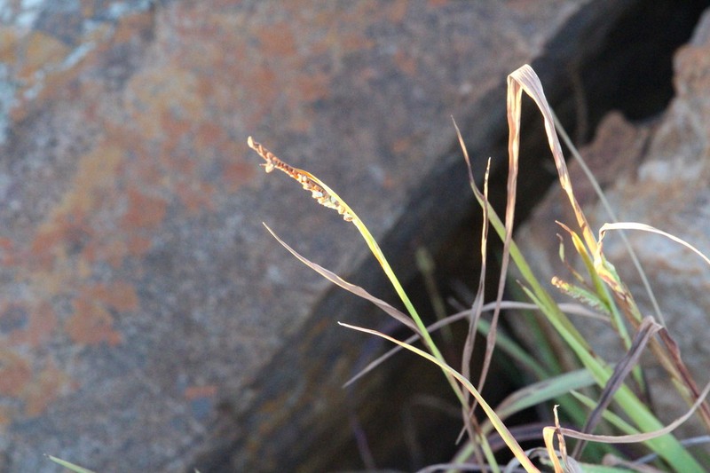Panicum dewinteri photo 4