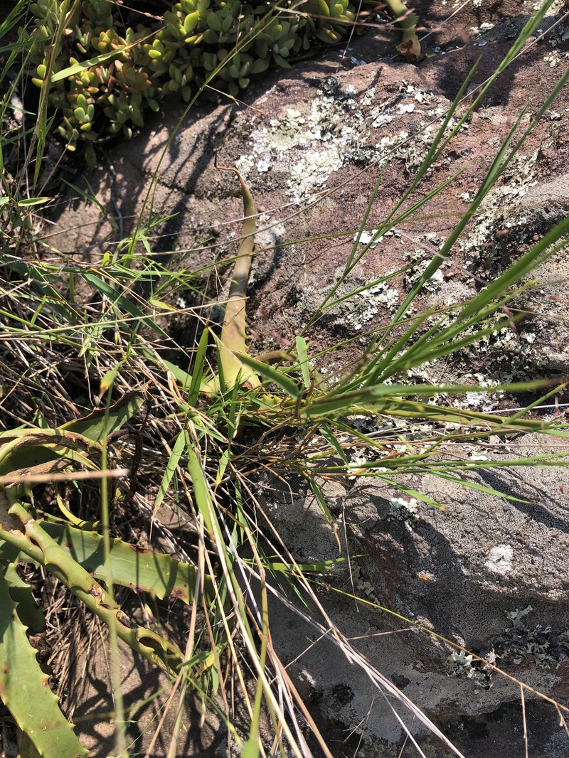 Panicum dewinteri photo 5