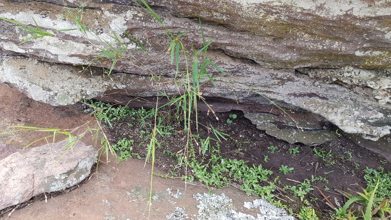 Panicum dewinteri photo 6