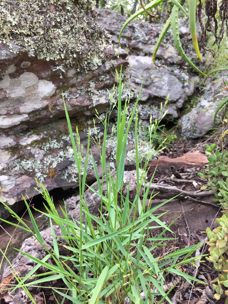 Panicum dewinteri photo 7