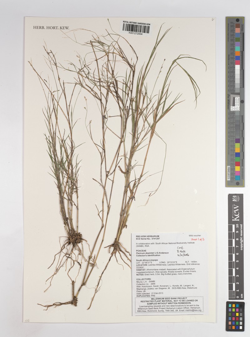 Panicum dewinteri photo 8