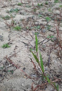 Fall Panicgrass