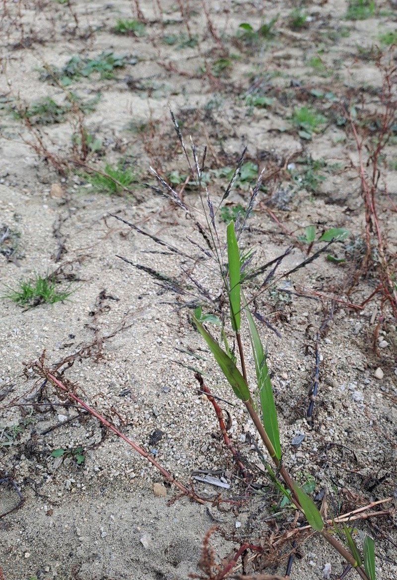 Fall Panicgrass