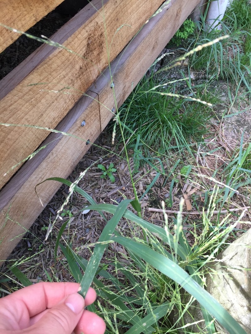 Fall Panicgrass photo 2