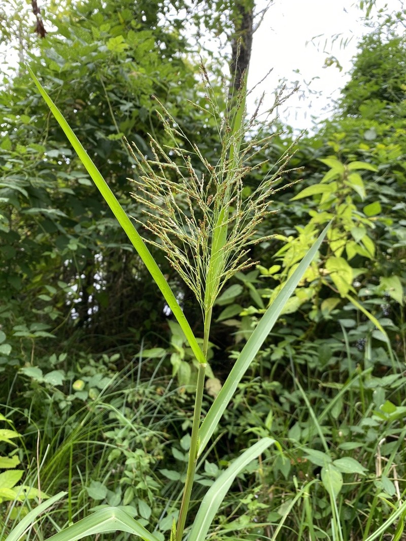 Fall Panicgrass photo 3