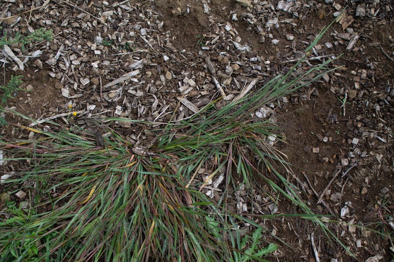 Fall Panicgrass photo 4