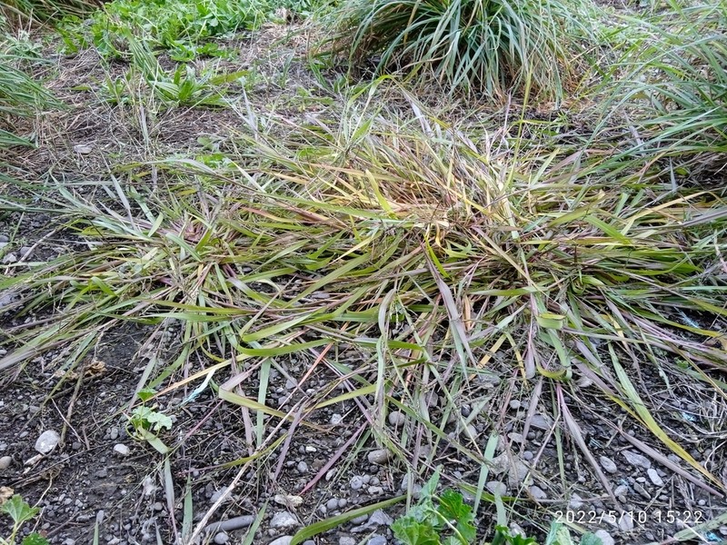 Fall Panicgrass photo 5