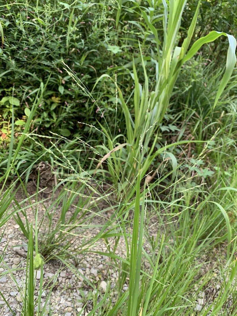 Fall Panicgrass photo 6