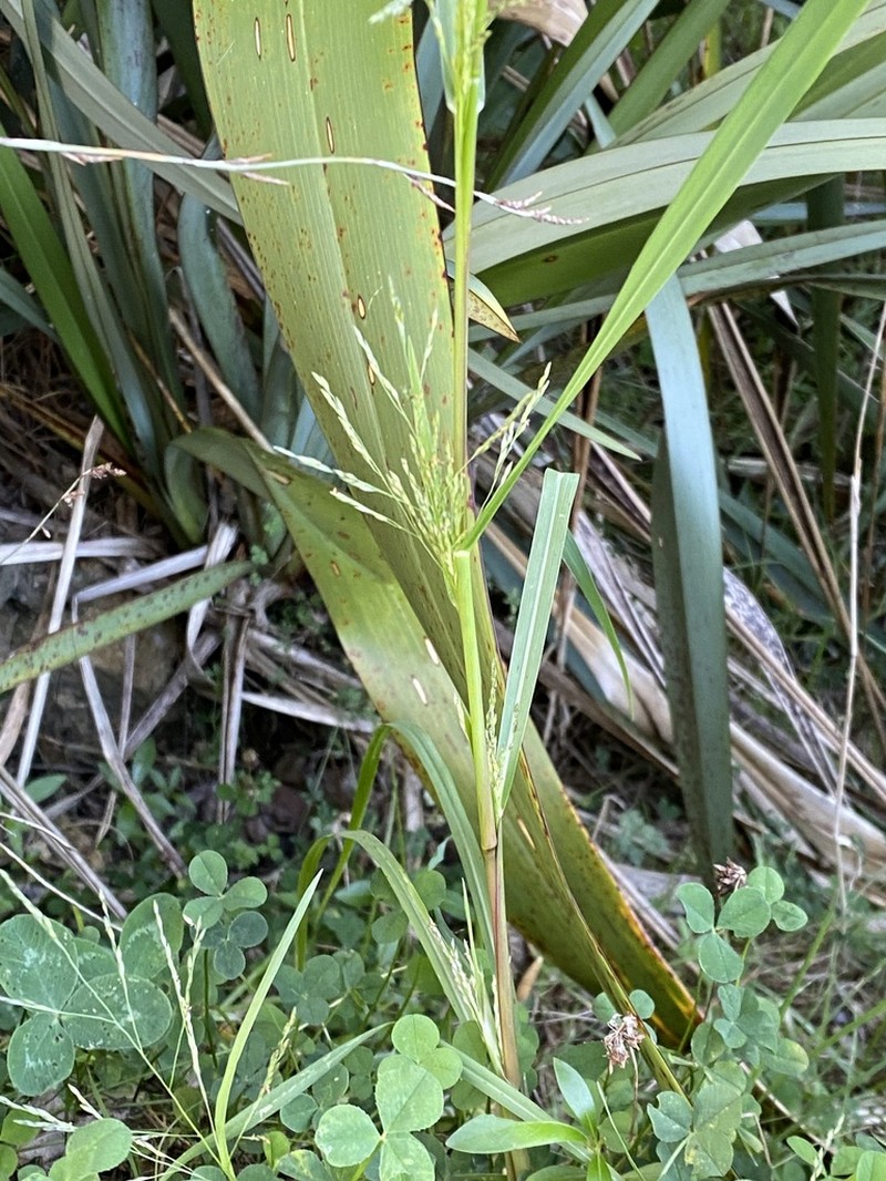 Fall Panicgrass photo 7