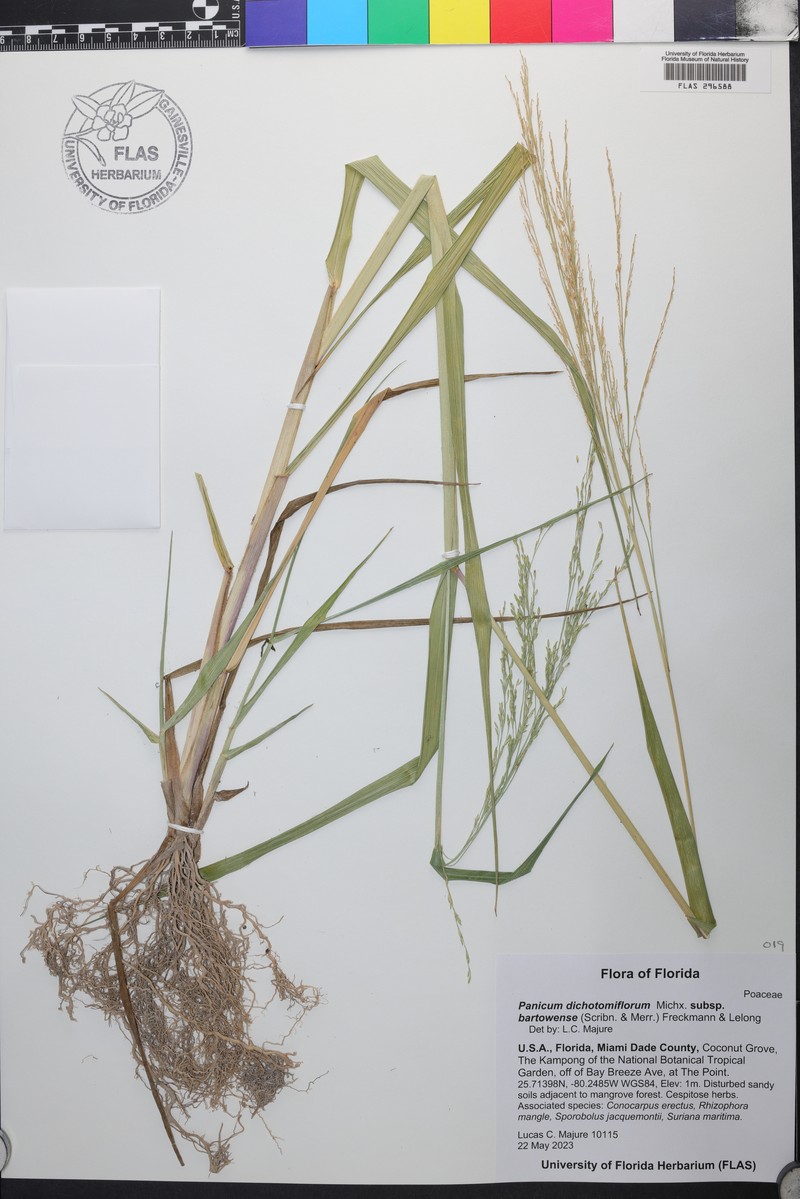 Panicum dichotomiflorum subsp. bartowense