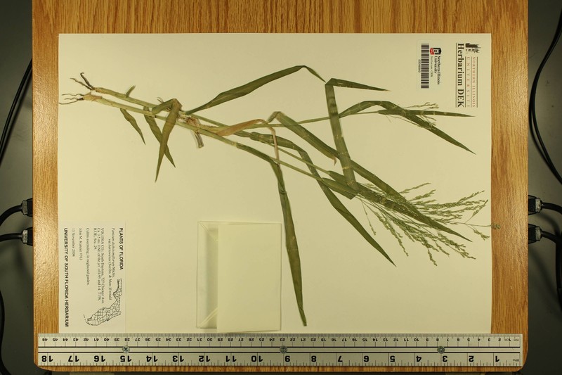Panicum dichotomiflorum subsp. bartowense photo 2