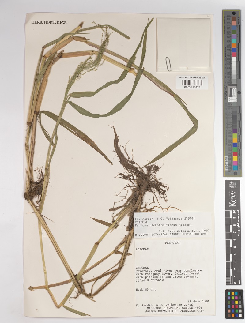 Panicum dichotomiflorum subsp. bartowense photo 3