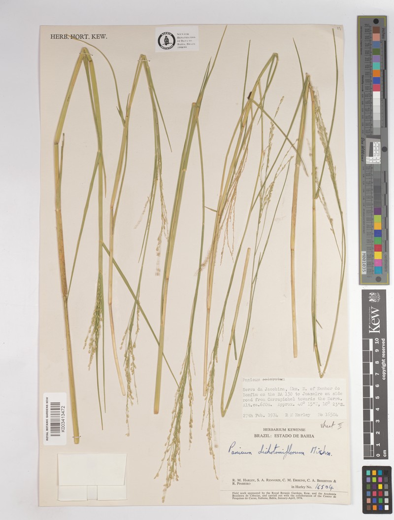 Panicum dichotomiflorum subsp. bartowense photo 4