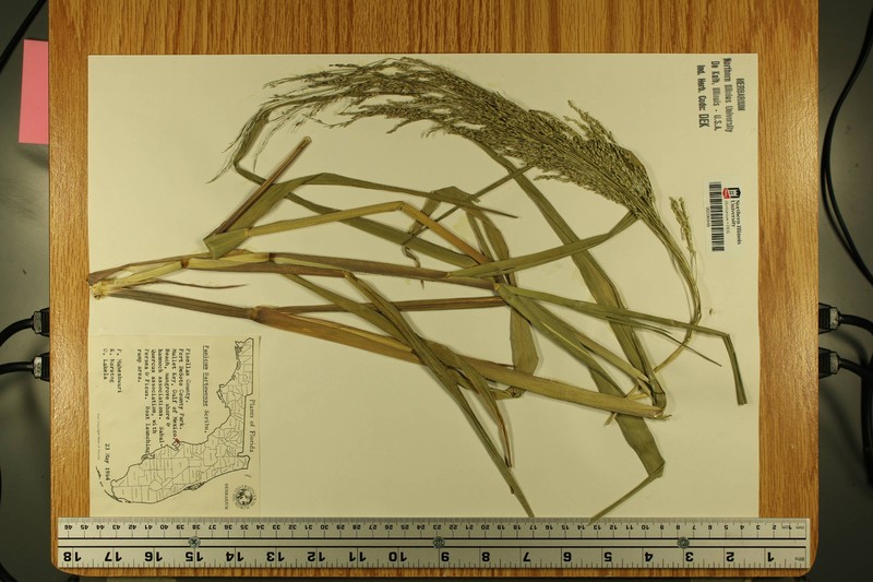 Panicum dichotomiflorum subsp. bartowense photo 5