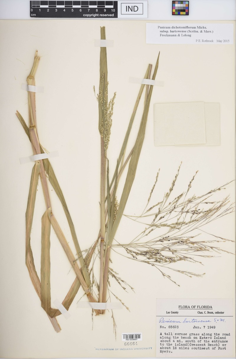Panicum dichotomiflorum subsp. bartowense photo 6