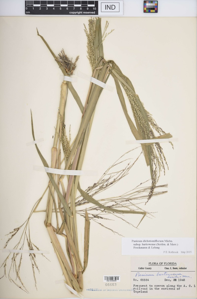 Panicum dichotomiflorum subsp. bartowense photo 7