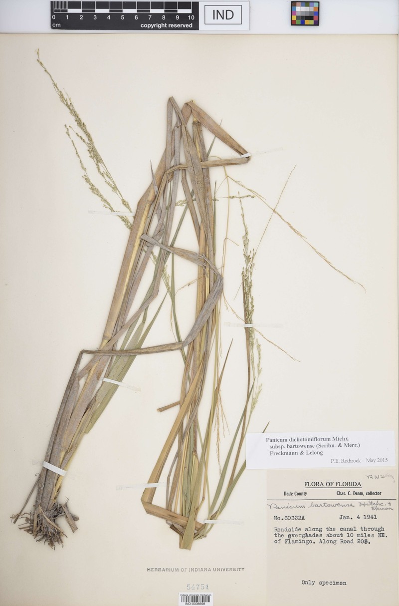 Panicum dichotomiflorum subsp. bartowense photo 8