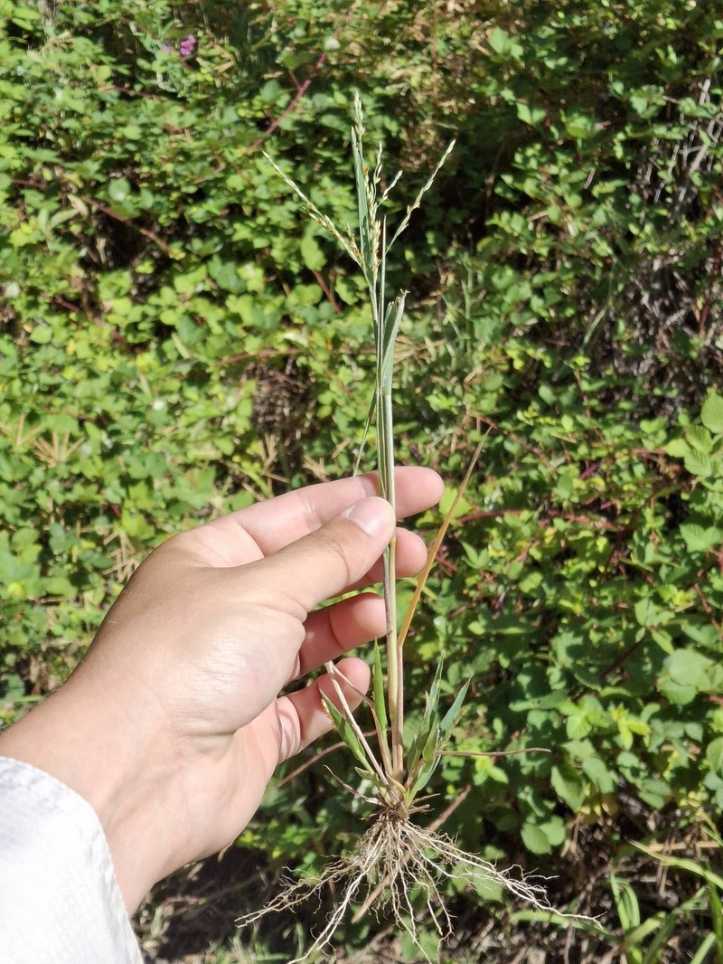 Panicum dichotomiflorum subsp. dichotomiflorum