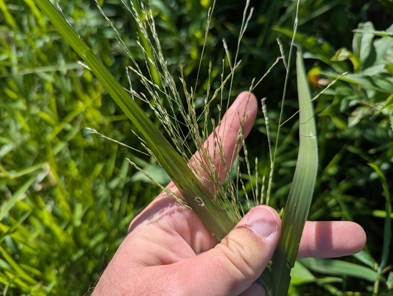 Panicum dichotomiflorum subsp. dichotomiflorum photo 2