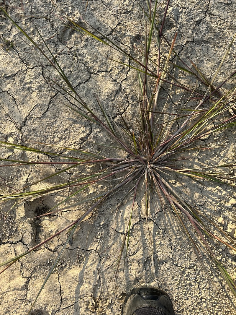 Panicum dichotomiflorum subsp. dichotomiflorum photo 3