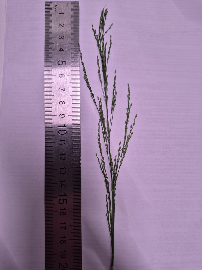 Panicum dichotomiflorum subsp. dichotomiflorum photo 4