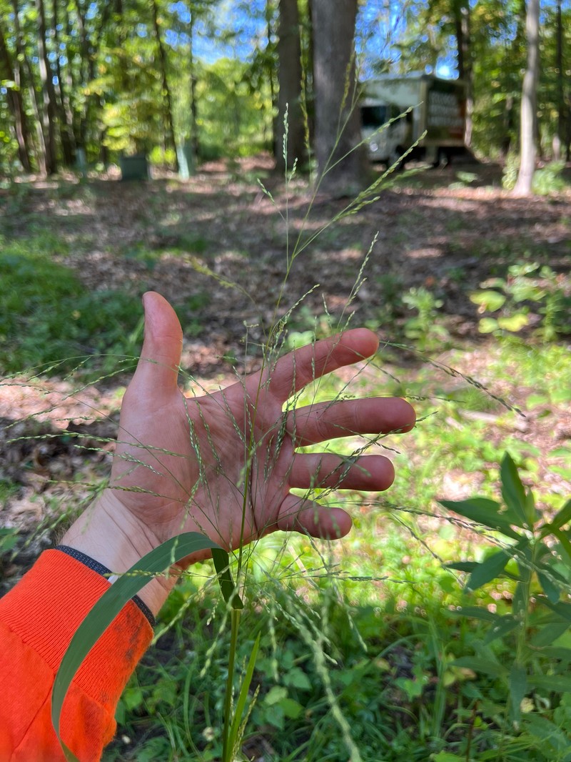 Panicum dichotomiflorum subsp. dichotomiflorum photo 5
