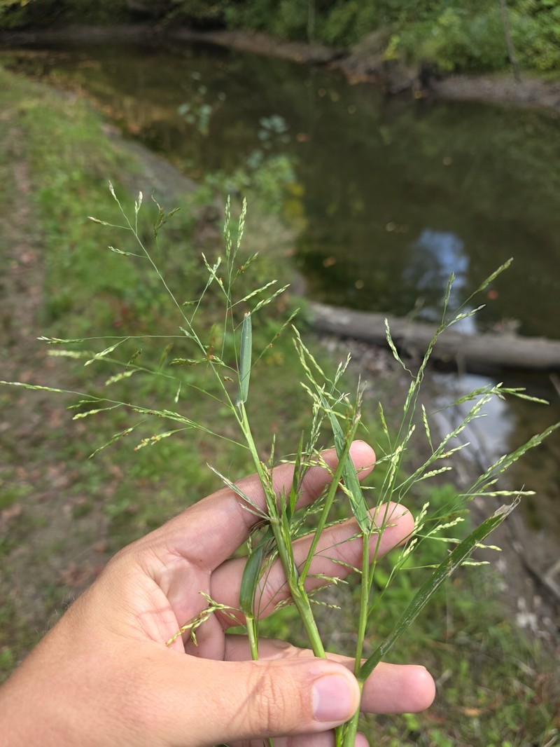 Panicum dichotomiflorum subsp. dichotomiflorum photo 6