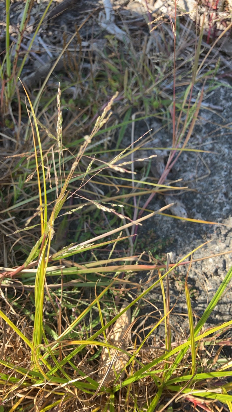 Panicum dichotomiflorum subsp. dichotomiflorum photo 7