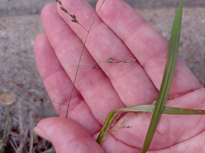 West Indian Panicgrass photo 2