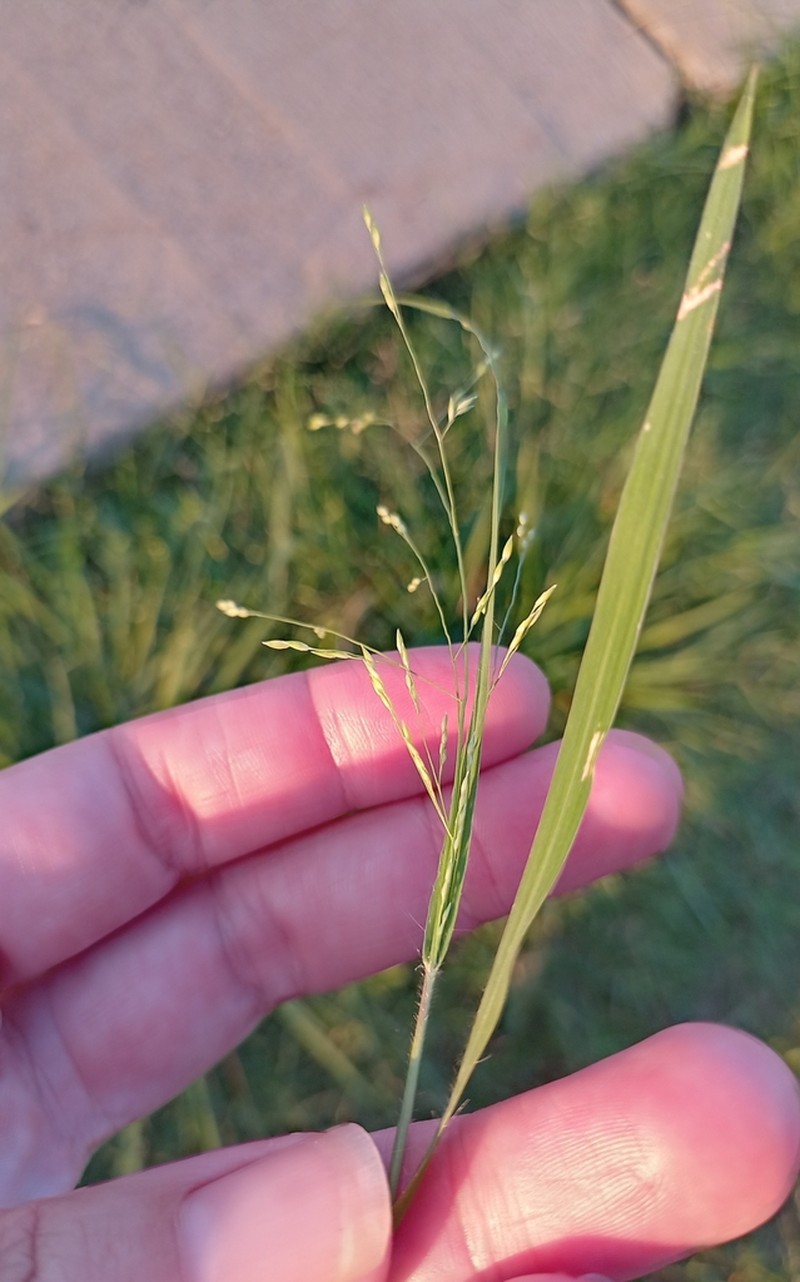 West Indian Panicgrass photo 3