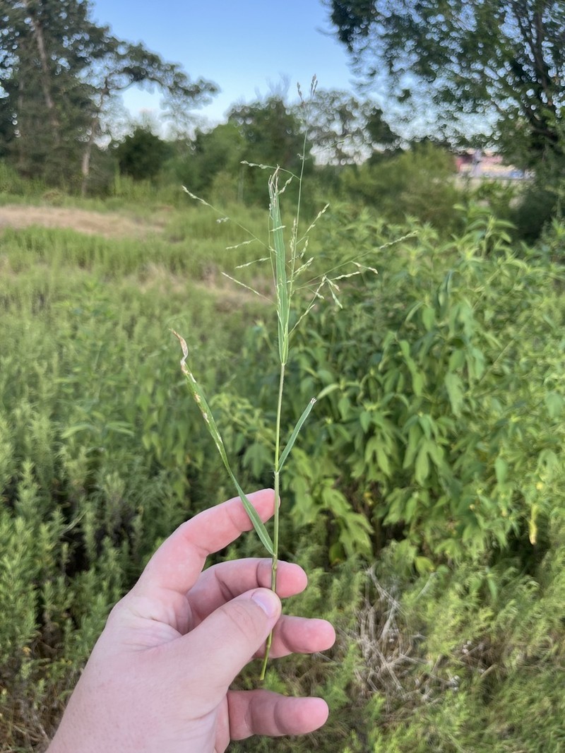 West Indian Panicgrass photo 4
