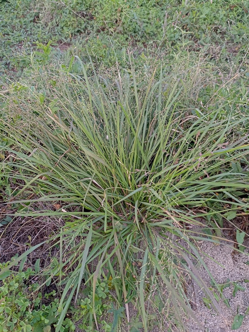 West Indian Panicgrass photo 5