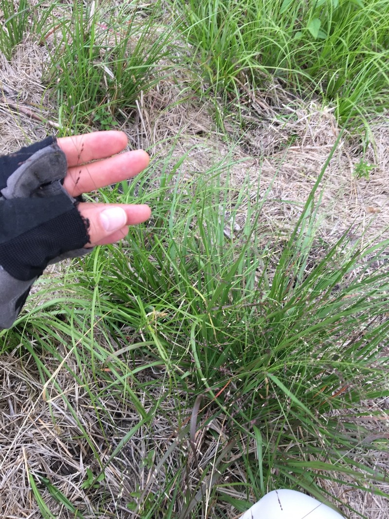 West Indian Panicgrass photo 6