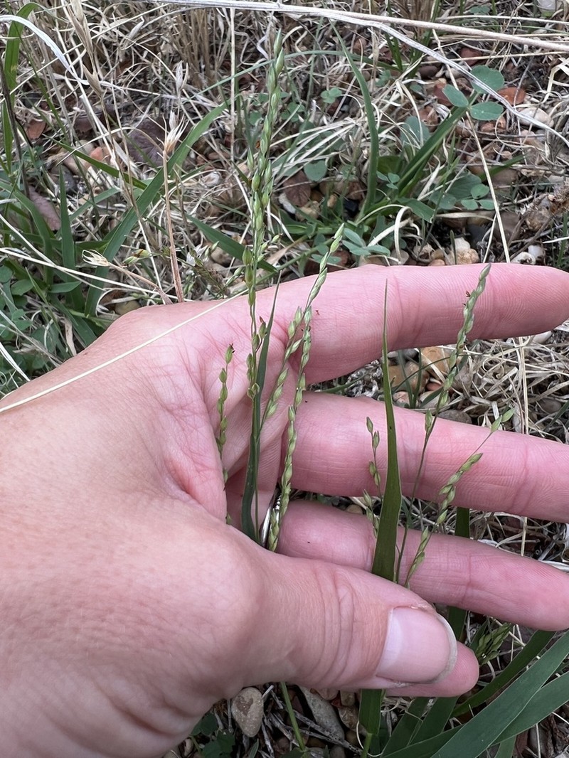 West Indian Panicgrass photo 7