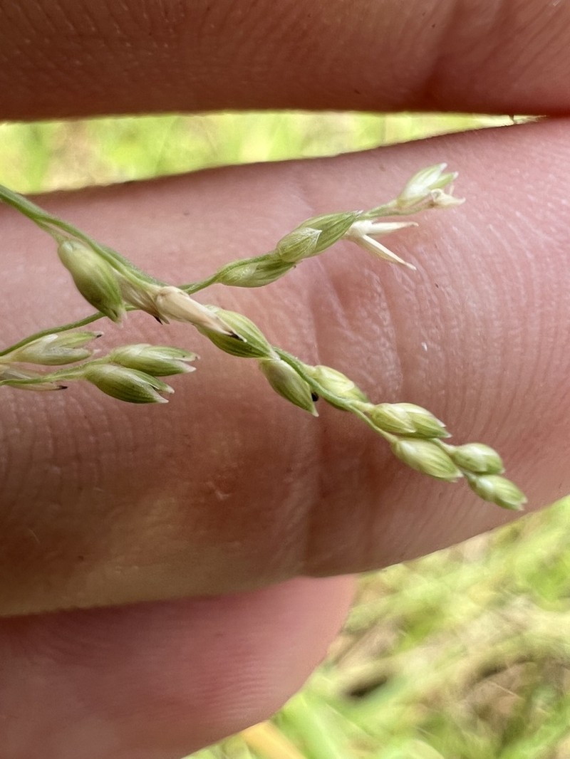 West Indian Panicgrass photo 8
