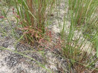 Panicum dregeanum