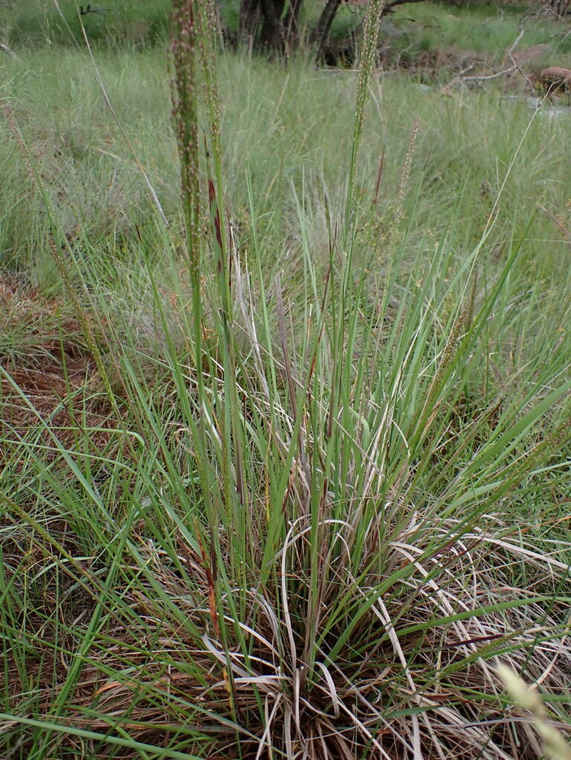 Panicum dregeanum photo 2