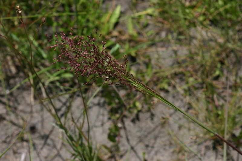 Panicum dregeanum photo 3