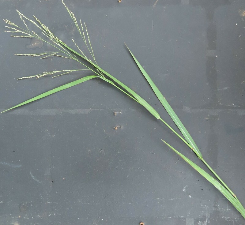 Panicum dregeanum photo 4