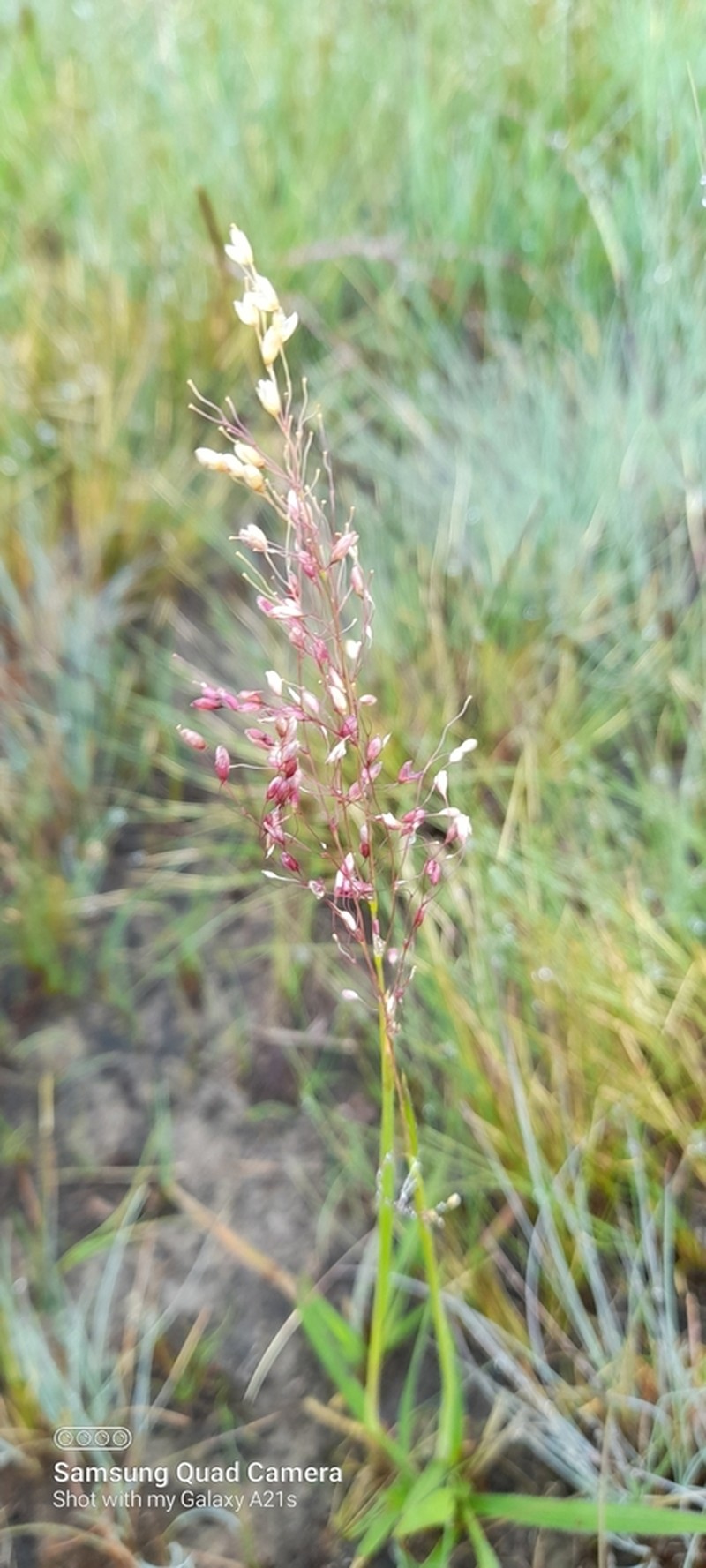 Panicum dregeanum photo 5