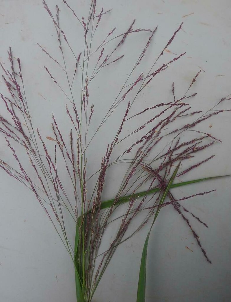 Panicum dregeanum photo 6
