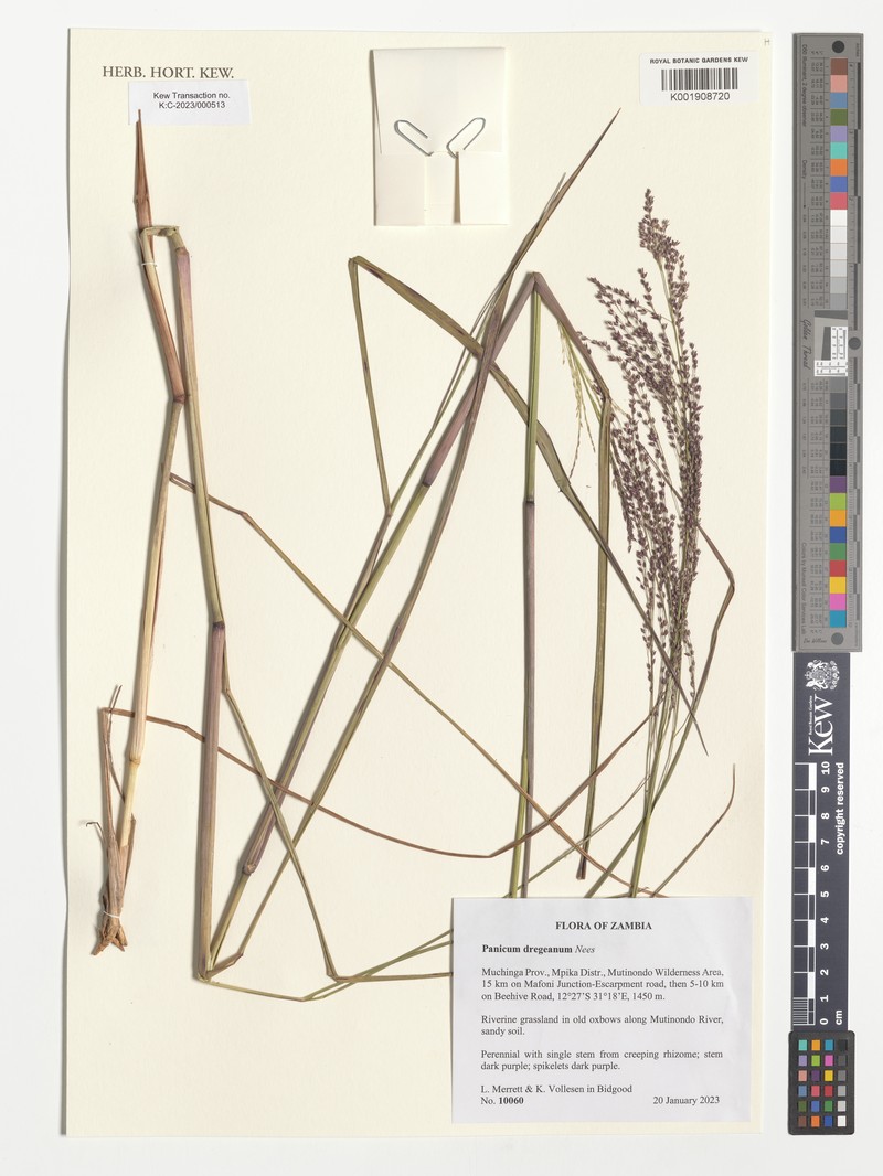 Panicum dregeanum photo 7