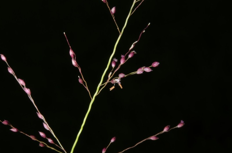 Panicum dregeanum photo 8