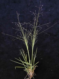 Panicum effusum