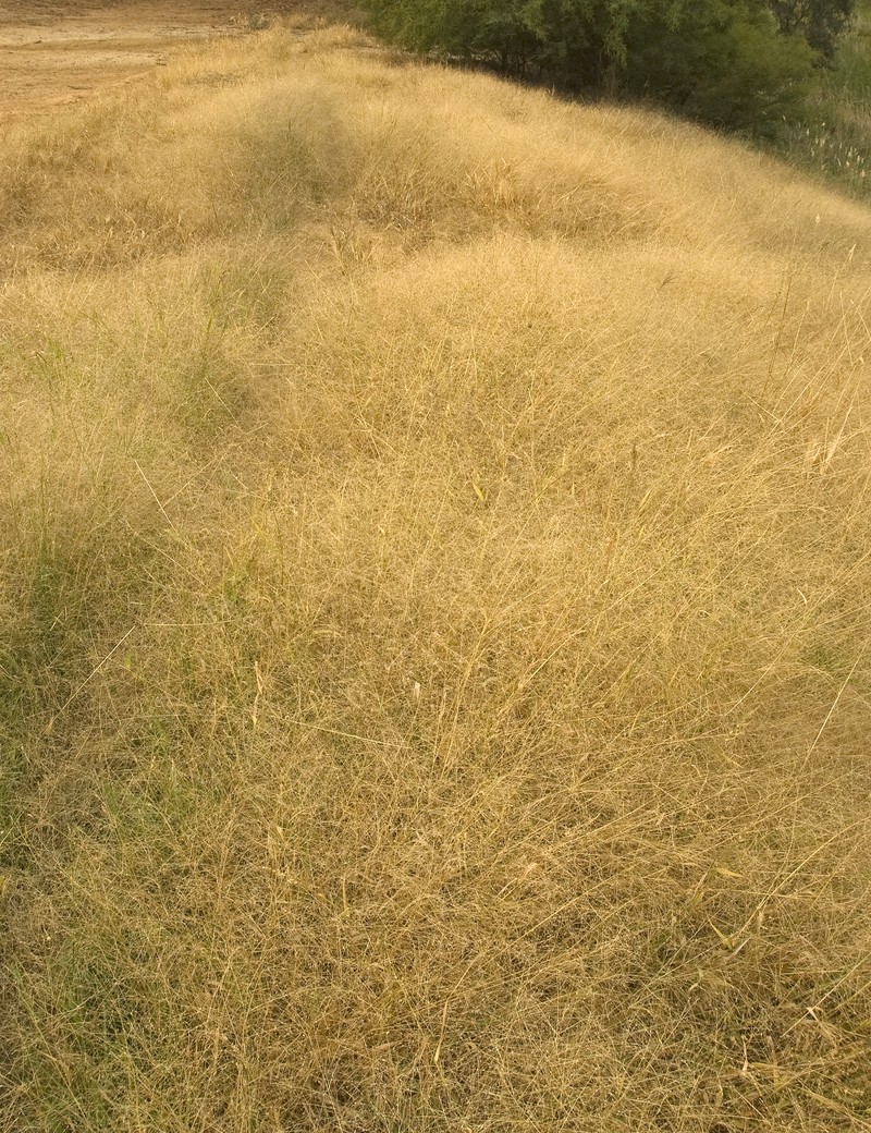 Panicum effusum photo 2