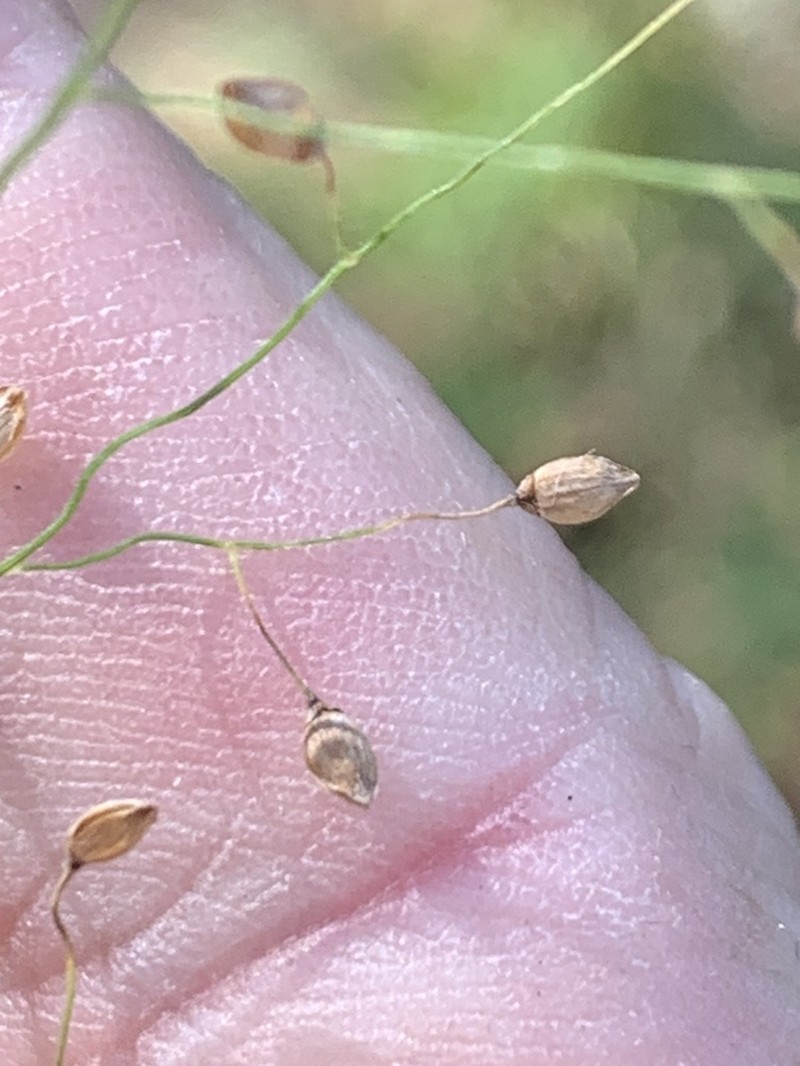 Panicum effusum photo 3