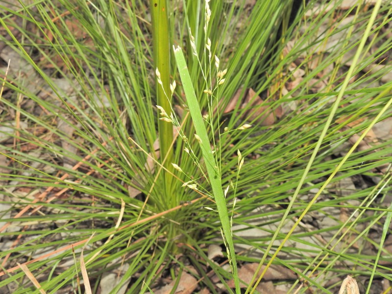Panicum effusum photo 4